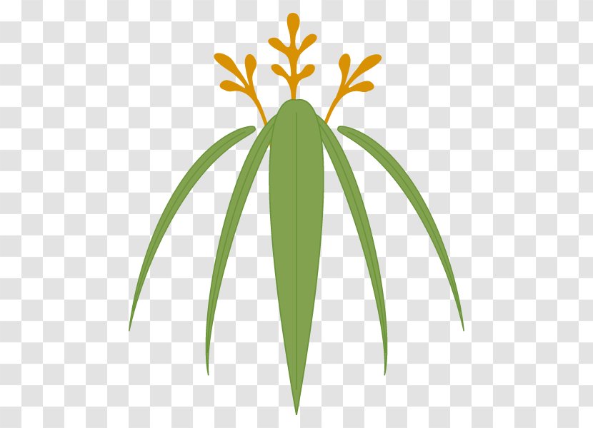 Palm Trees Plant Stem Grasses Leaf Flower - Arecales Transparent PNG