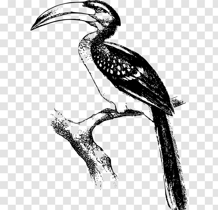 Hornbill Clip Art - Feather - Crane Like Bird Transparent PNG