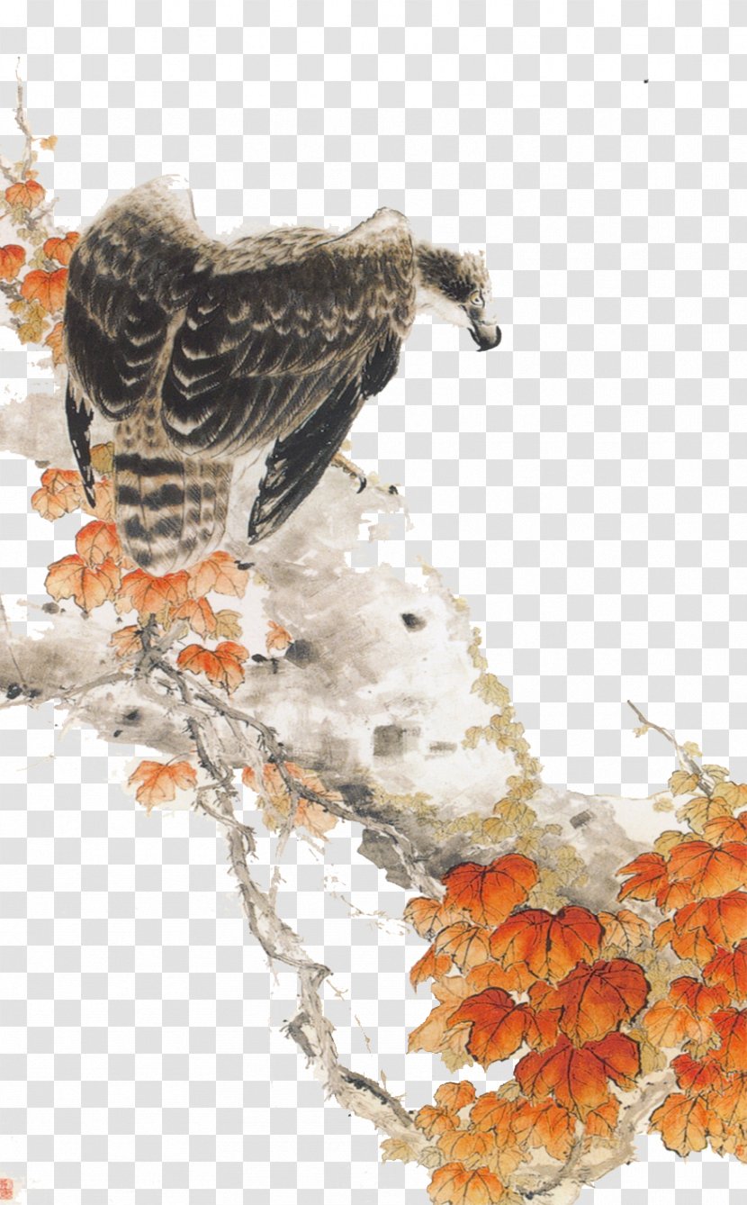 Mountain Hawk-eagle Bird - Beak - Eagle Transparent PNG