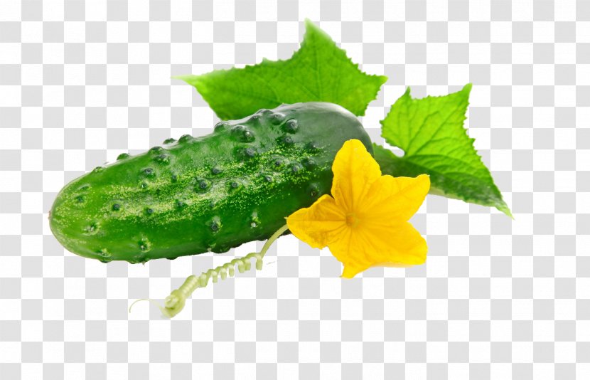 Cucumber Vegetable Seed Red Leaf Lettuce Herb - Vegetables Transparent PNG