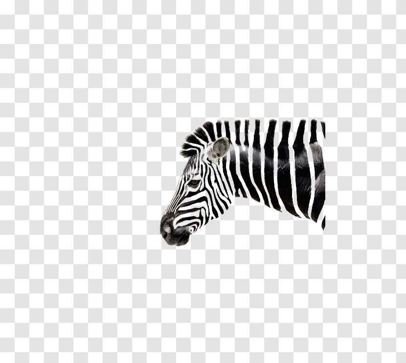 Quagga Zebra Black And White Lion Transparent PNG