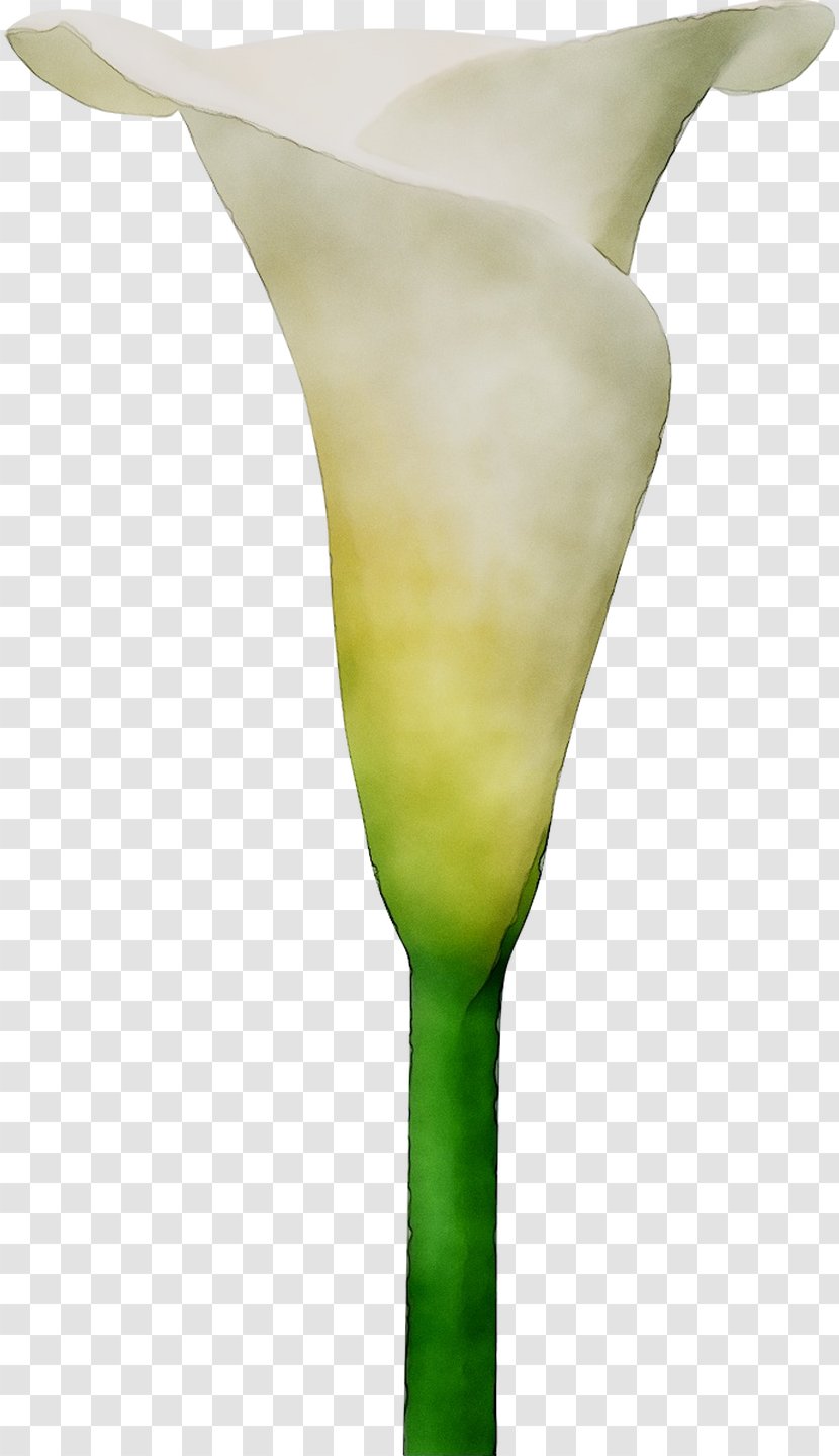 Arum Lilies Neck Plant Stem Plants - Flower Transparent PNG