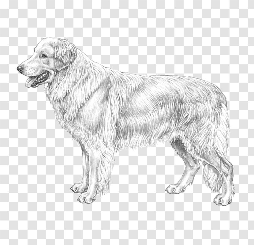 Golden Retriever Dog Breed Hovawart Standard Schnauzer German Pinscher - Like Mammal Transparent PNG