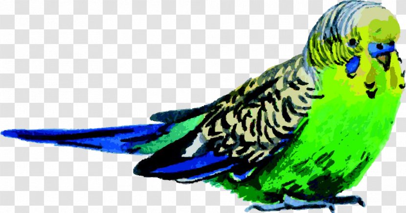 Budgerigar Bird Parrot Watercolor Painting - Art - Green Birds Transparent PNG