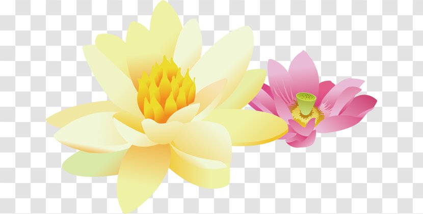 Nelumbo Nucifera Yellow Clip Art - Drawing - Red And Lotus Transparent PNG