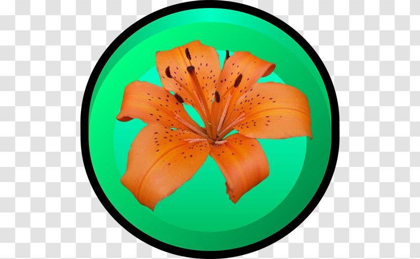 Flower - Orange Transparent PNG