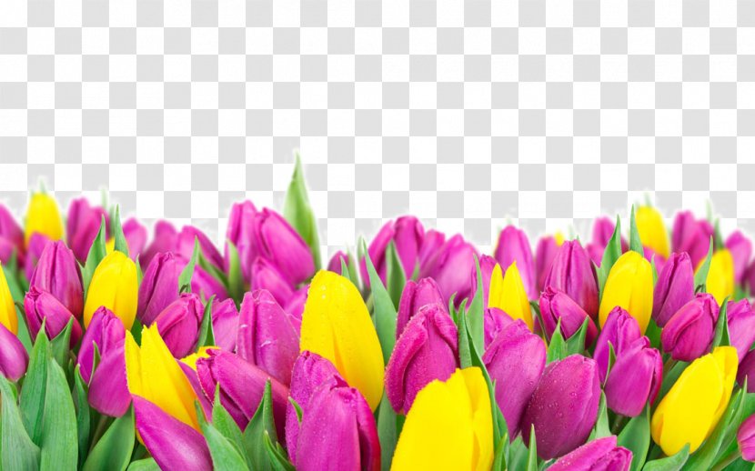 Flower Tulip Apron WUXGA - Beautiful Flowers Transparent PNG