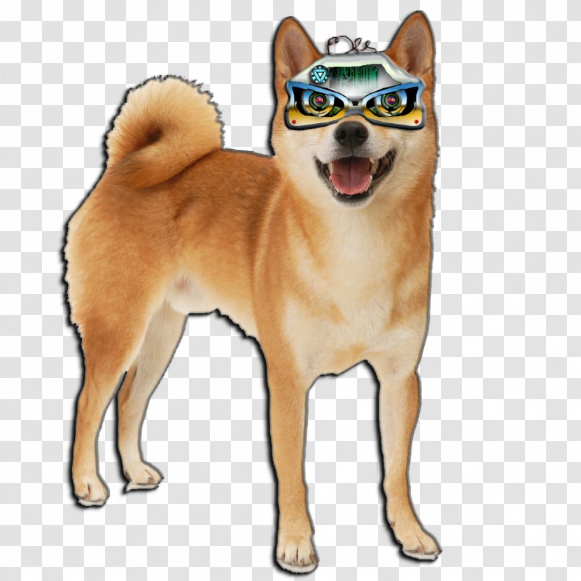 Shiba Inu Shikoku Finnish Spitz Canaan Dog Norwegian Lundehund - Akita - Apartment Transparent PNG