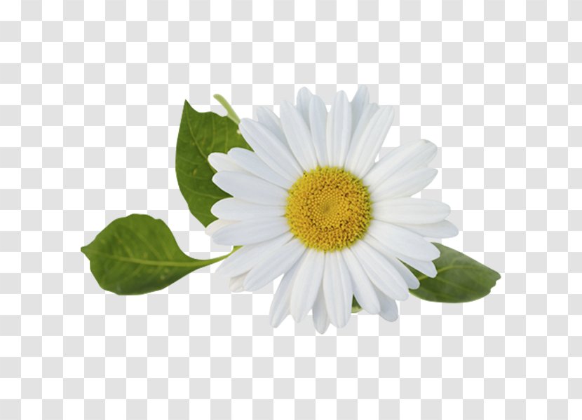 Medicine Cartoon - Mayweed - Wildflower Marguerite Daisy Transparent PNG