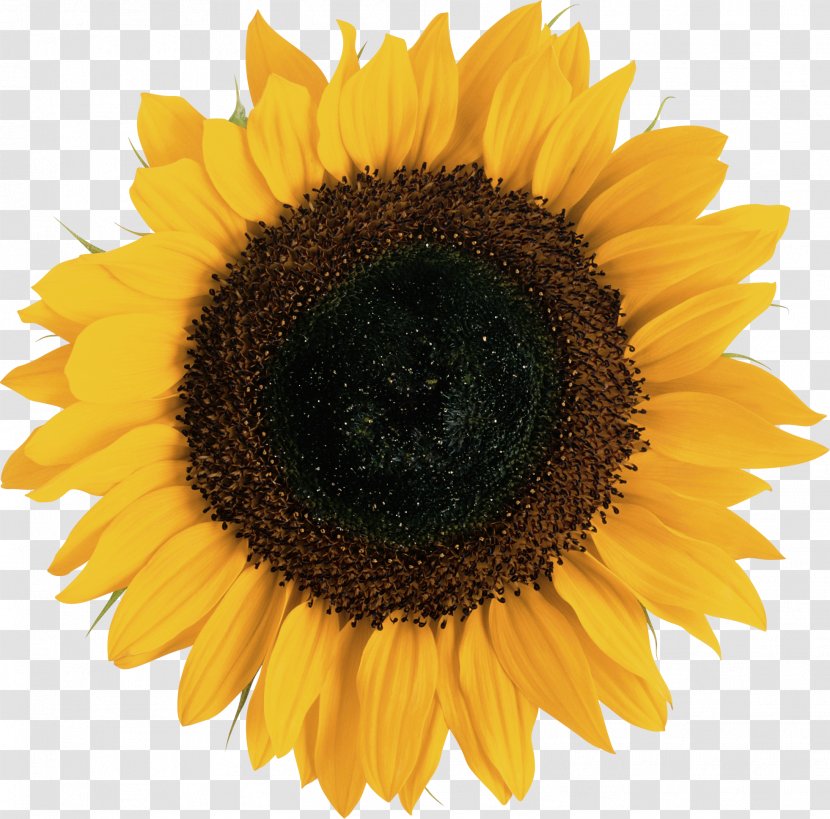 Common Sunflower Euclidean Vector Illustration - Wisdom Transparent PNG