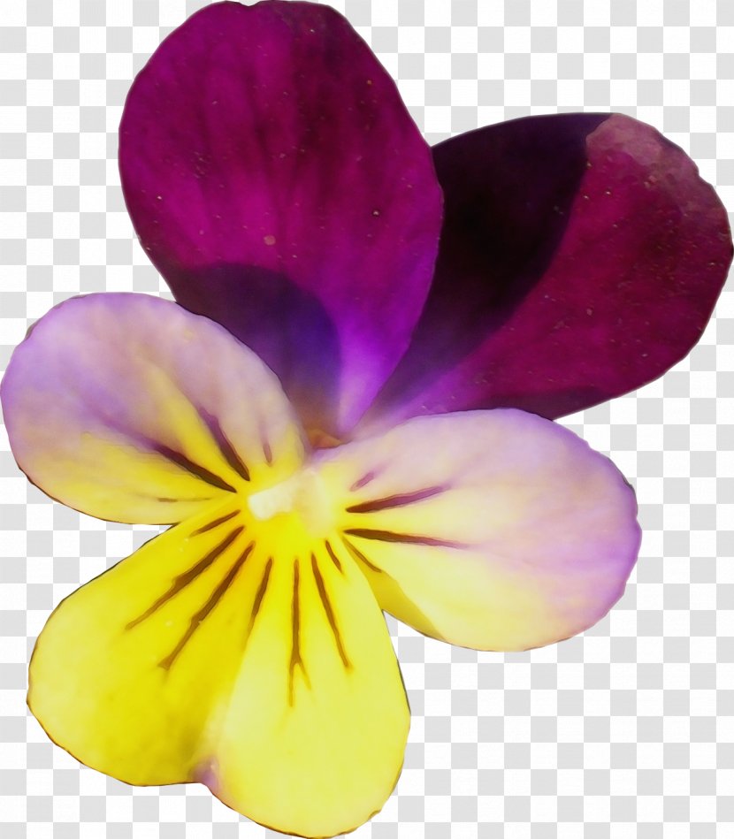 Flowering Plant Petal Flower Violet Wild Pansy - Purple - Wildflower Viola Transparent PNG