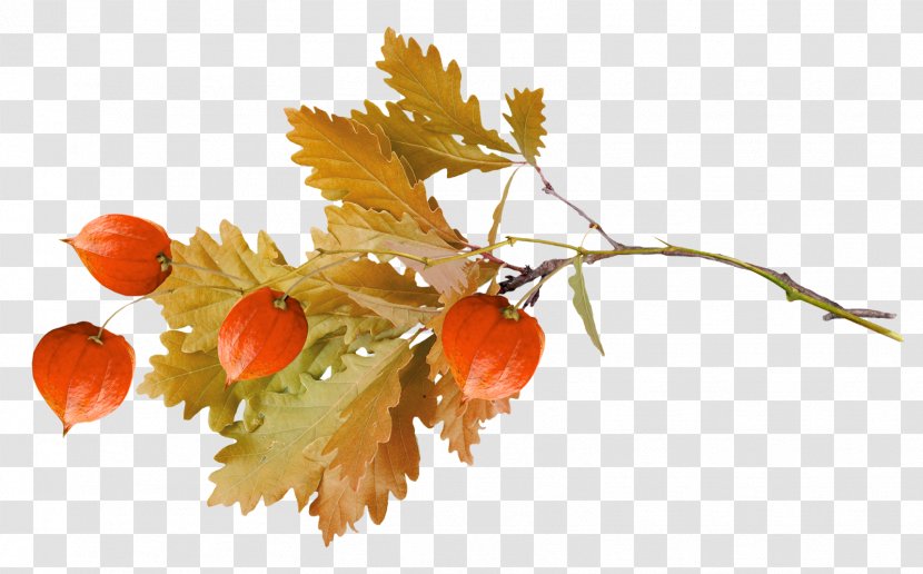 Autumn I Will Always Love You Fruit - Flower - Acorn Transparent PNG