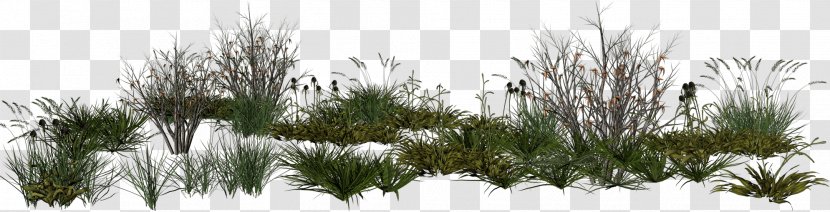 PhotoScape Rendering - Photomontage - Woody Plant Transparent PNG