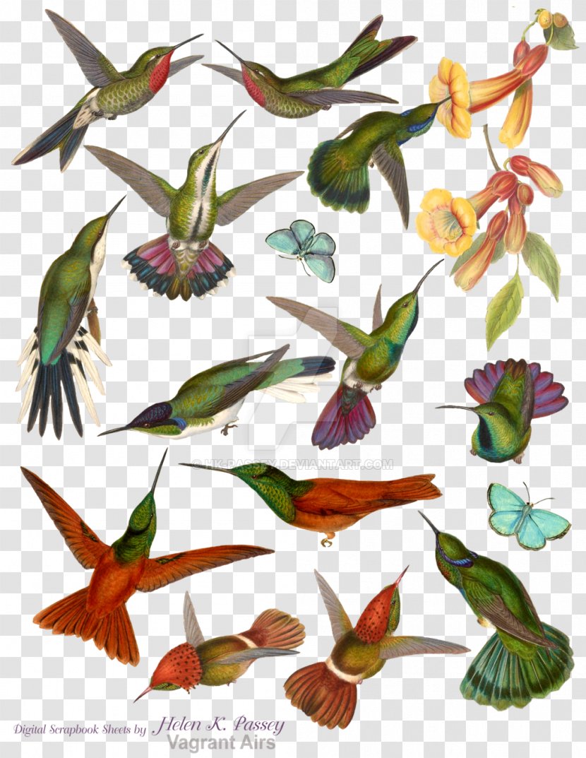 Hummingbird M Mountaingem Beak Clip Art - Scrapbooking - Bird Water Color Transparent PNG