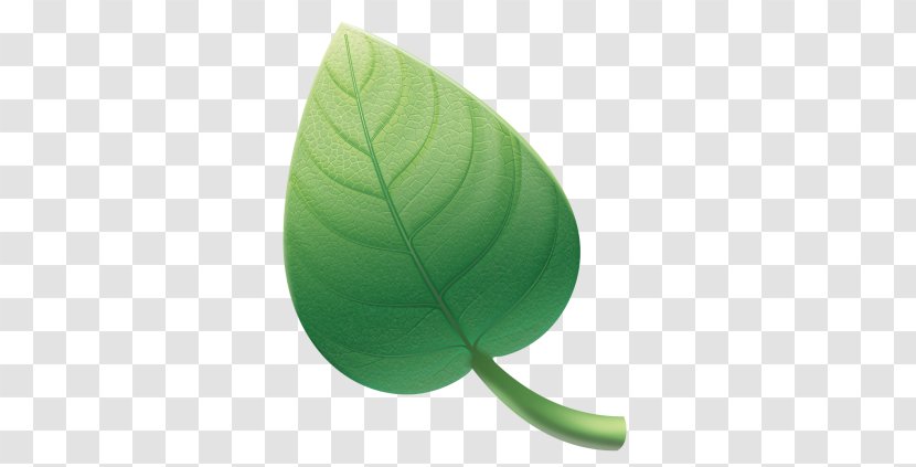 Green Leaf - Plant Transparent PNG