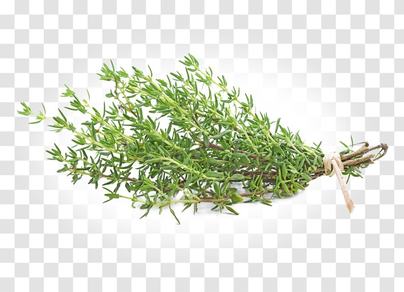Garden Thyme Herb Tea Thymus Citriodorus Transparent PNG