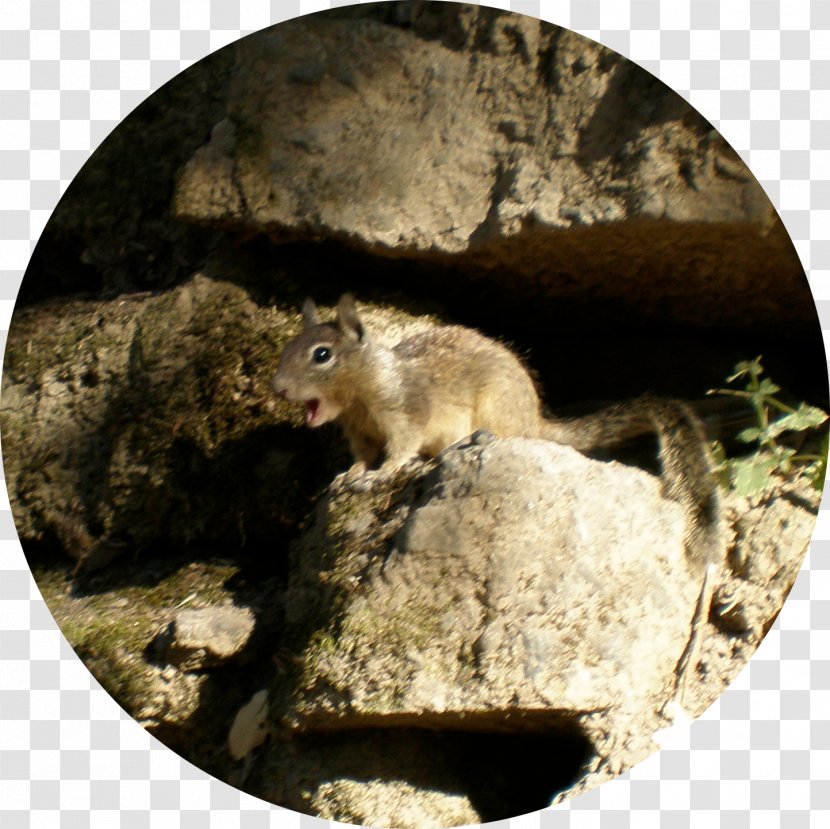Dormouse Squirrel Fauna Wildlife - Rat Transparent PNG