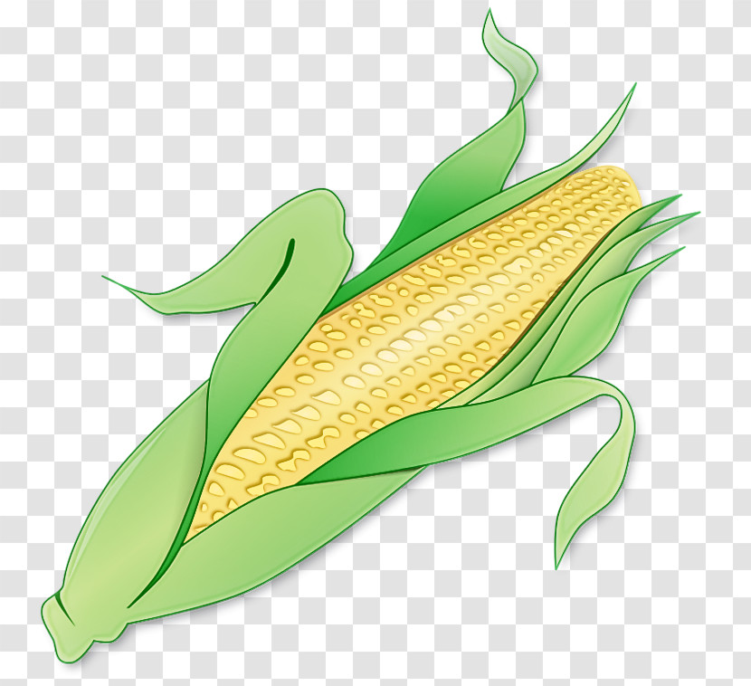Corn On The Cob Sweet Corn Leaf Corn Plant Transparent PNG
