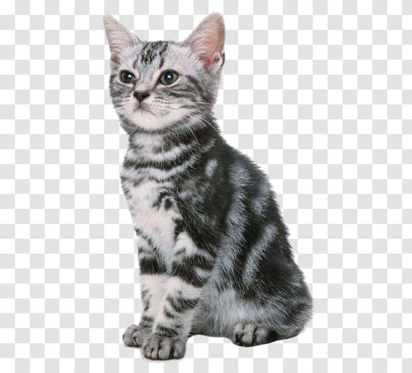 Cat Kitten Dog Puppy Pet - Kennel - Cute Transparent PNG