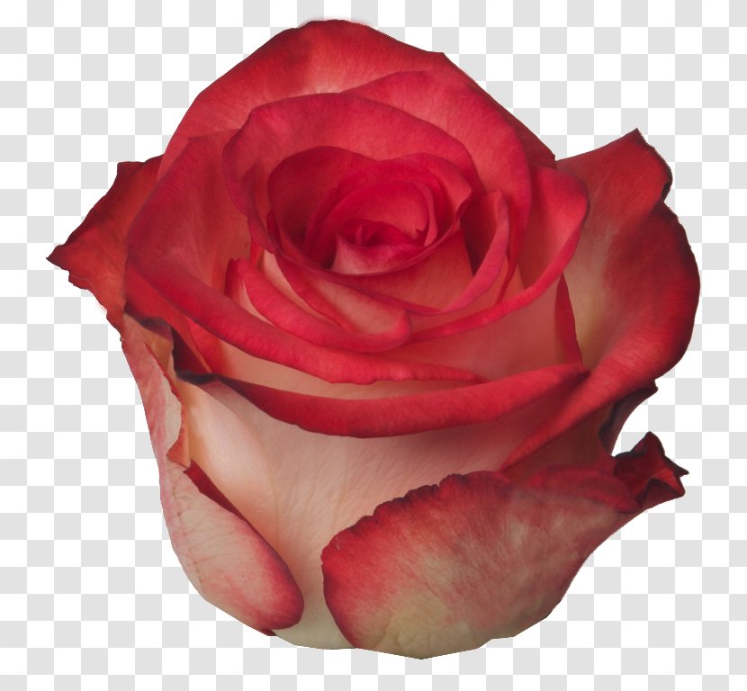 Garden Roses Cabbage Rose Floribunda Petal Cut Flowers - Blush Transparent PNG