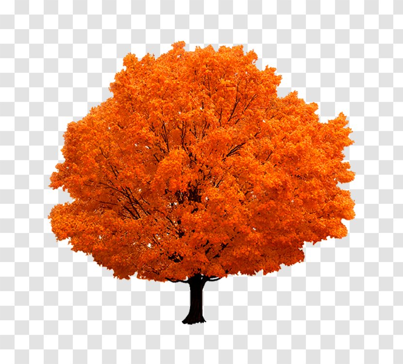 Autumn Tree - Branch - Maple Transparent PNG