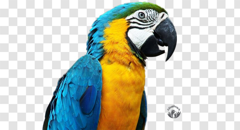 Bird Blue-and-yellow Macaw - Sticker Transparent PNG