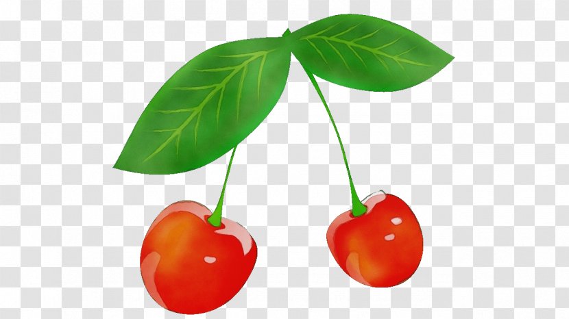 Cherry Plant Fruit Leaf Flower - Acerola Tree Transparent PNG