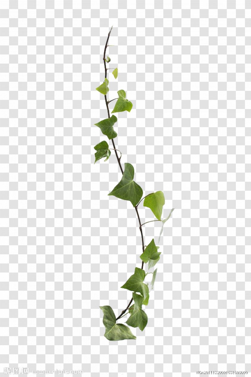 Common Ivy Virginia Creeper Vine Leaf Plant - Vines Are Available For Free Download Transparent PNG