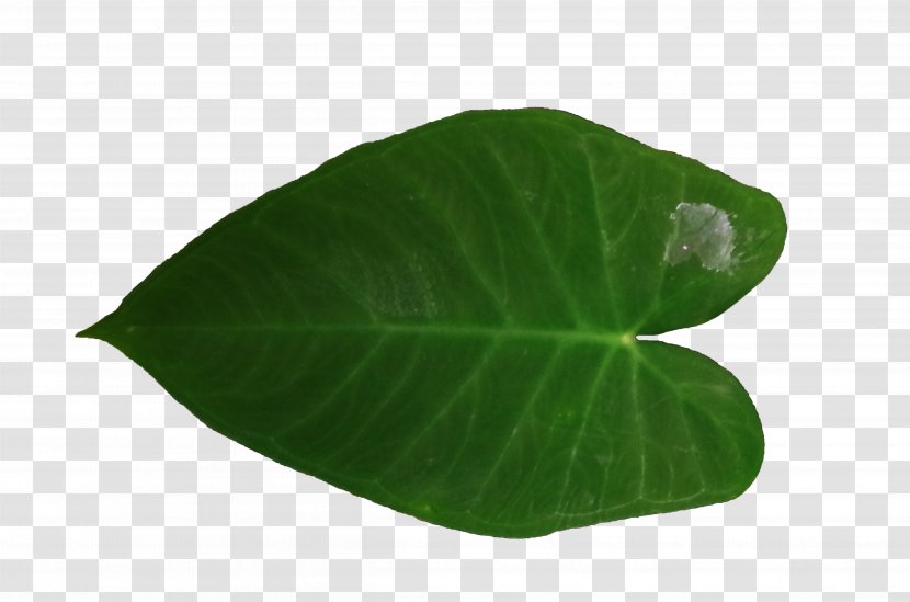 Leaf - Plant - Satisfy Shoots Creative Green Poster Image Transparent PNG