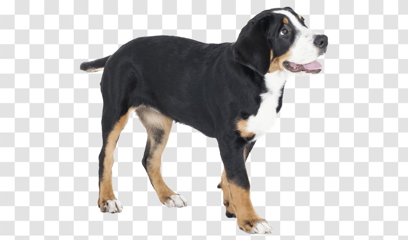 Dog Breed Greater Swiss Mountain Entlebucher Appenzeller Sennenhund Bernese - Puppy Transparent PNG