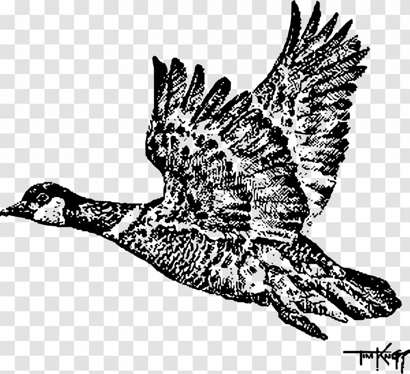 Swan Goose Bird Canada Duck - Animal Flight Transparent PNG