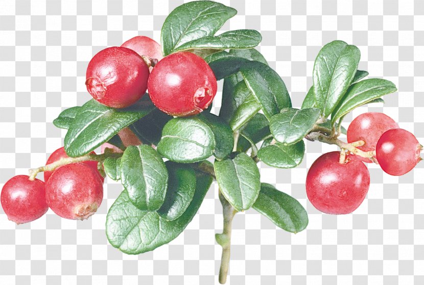 Flowering Plant Arctostaphylos Uva-ursi Lingonberry Fruit - Tree - Cranberry Transparent PNG