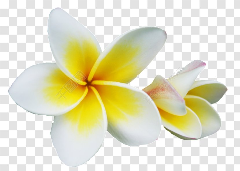 Petal Champak Red Frangipani Flower - Digital Image Transparent PNG