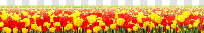 Tulip Flower - Commodity Transparent PNG