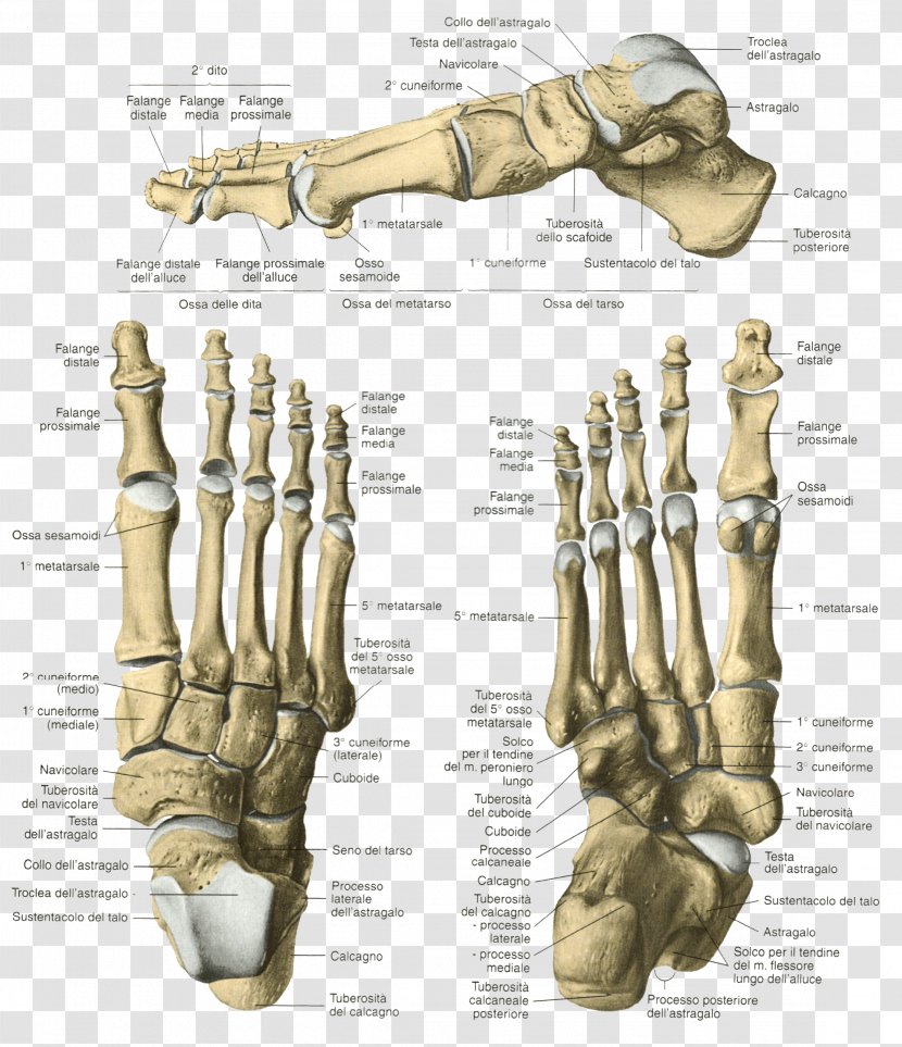 Finger Skeleton Bone Foot Human Anatomy - Flower Transparent PNG