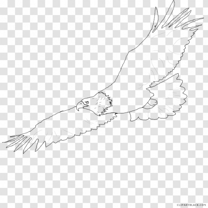 Bald Eagle Line Art Bird Beak Clip - Tree Transparent PNG