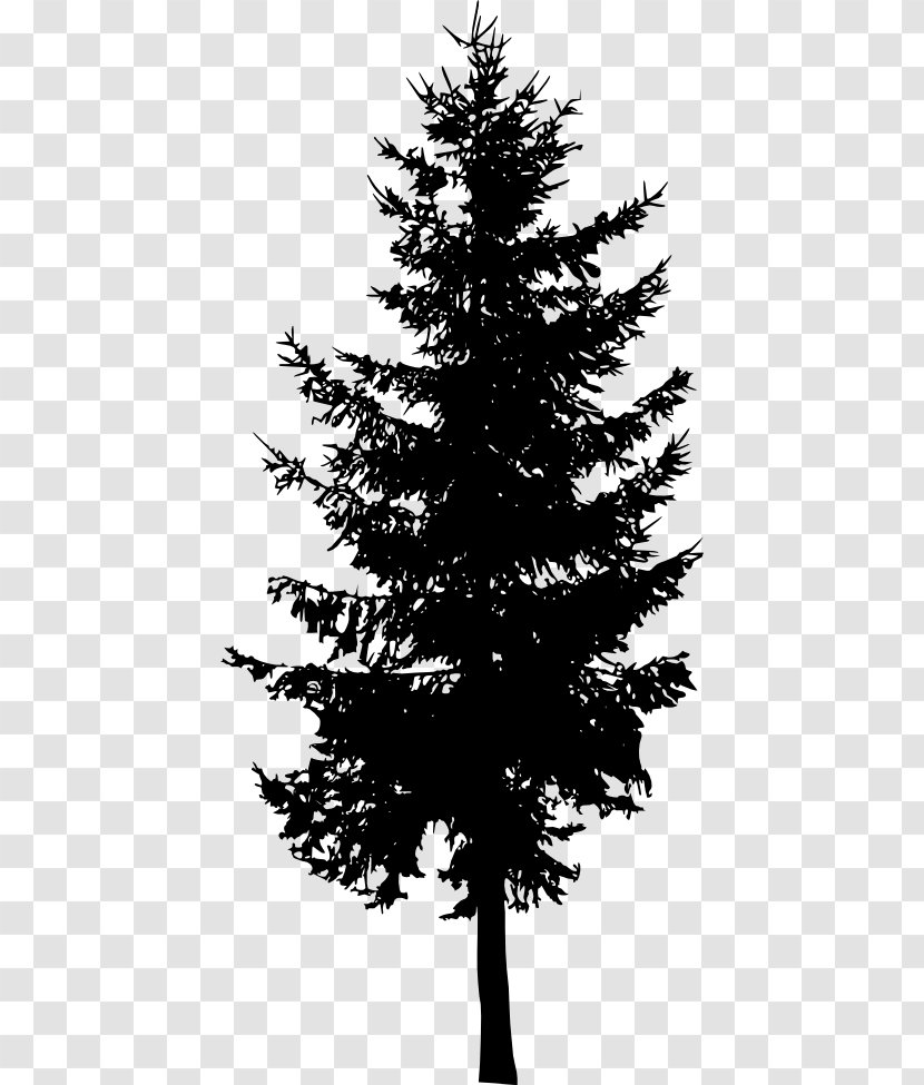 Spruce Fir Cedar Tree Larch - Pine Transparent PNG