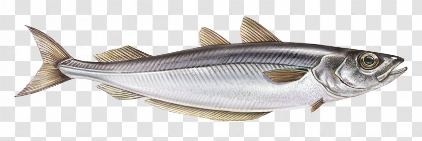 Milkfish Mackerel Oily Fish Products Transparent PNG