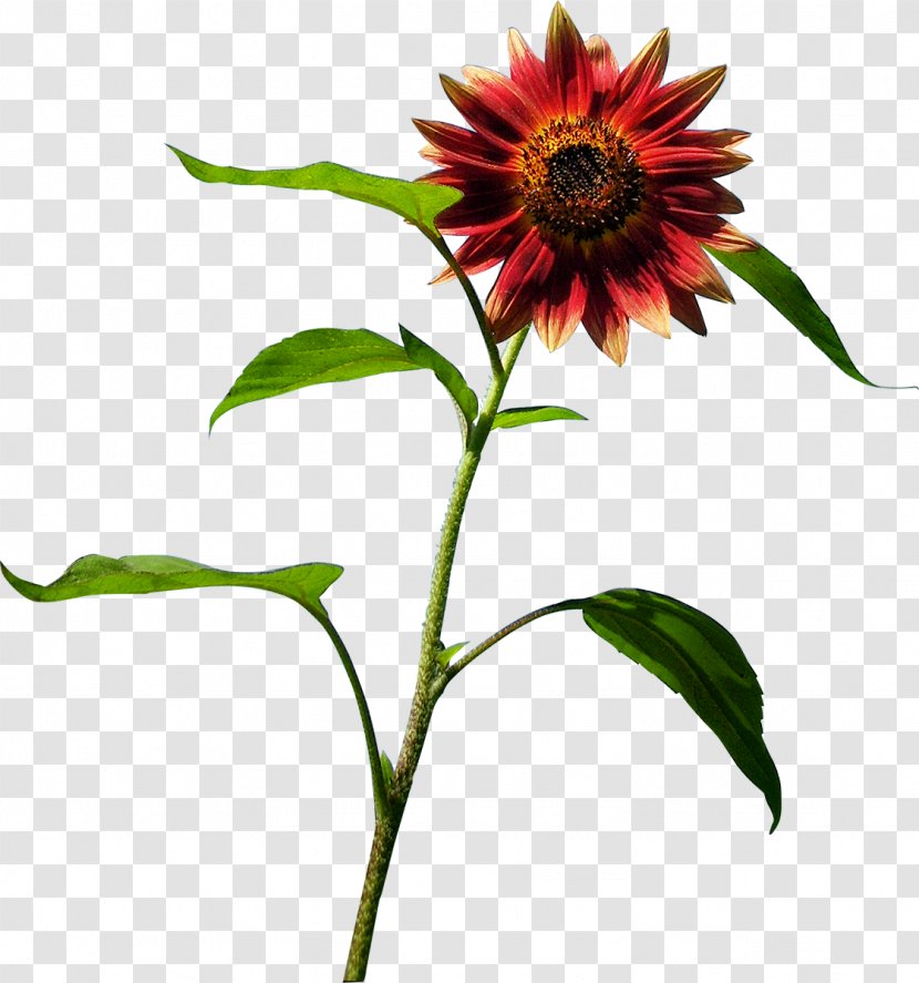 Common Sunflower Blanket Flowers Seed Coneflower - Flower Transparent PNG