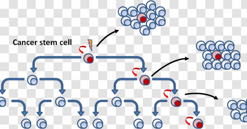 Cancer Stem Cell - Organism - Bodies Transparent PNG