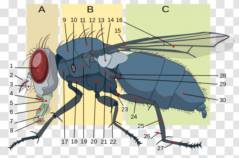 Insect Morphology Housefly Anatomy Brachycera - Watercolor Transparent PNG
