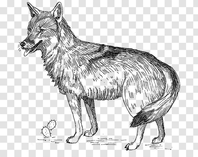 Coyote Clip Art - Sketch Transparent PNG