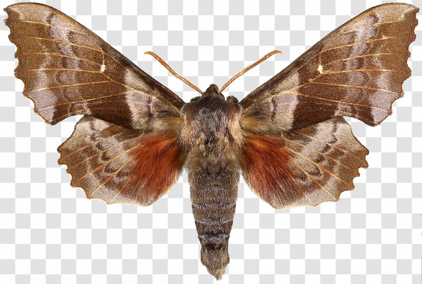Butterfly Snout Moths Cacao Moth Almond - Organism Transparent PNG