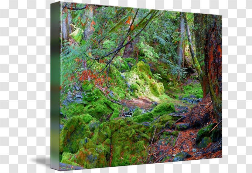 Temperate Broadleaf And Mixed Forest Vegetation Woodland Flora - Rainforest Transparent PNG