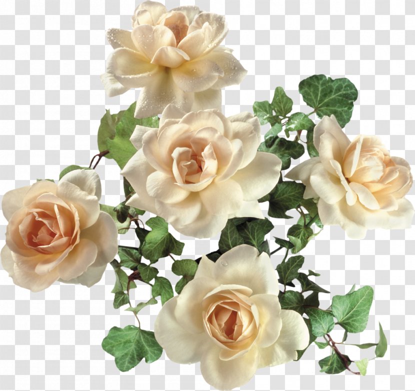 Garden Roses Flower Beach Rose - Floral Design Transparent PNG
