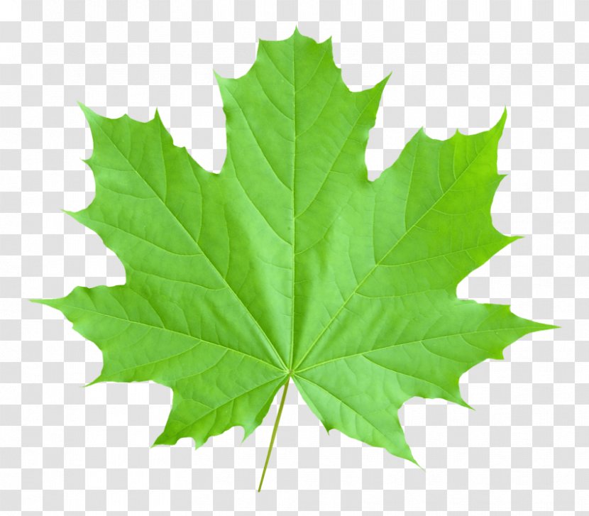 Maple Leaf Canada Image Transparent PNG