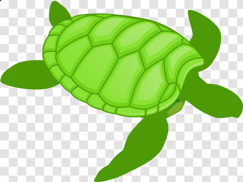 Green Sea Turtle Clip Art - Plant Transparent PNG