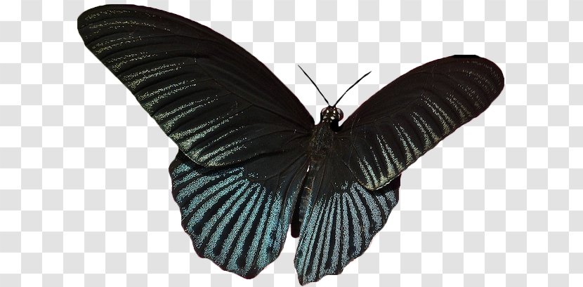 Glasswing Butterfly Moth Image Information - Invertebrate Transparent PNG