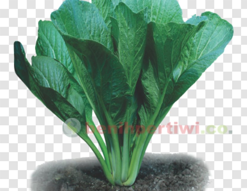 Chard Choy Sum Spring Greens Benih Komatsuna - Crop - Vegetable Transparent PNG