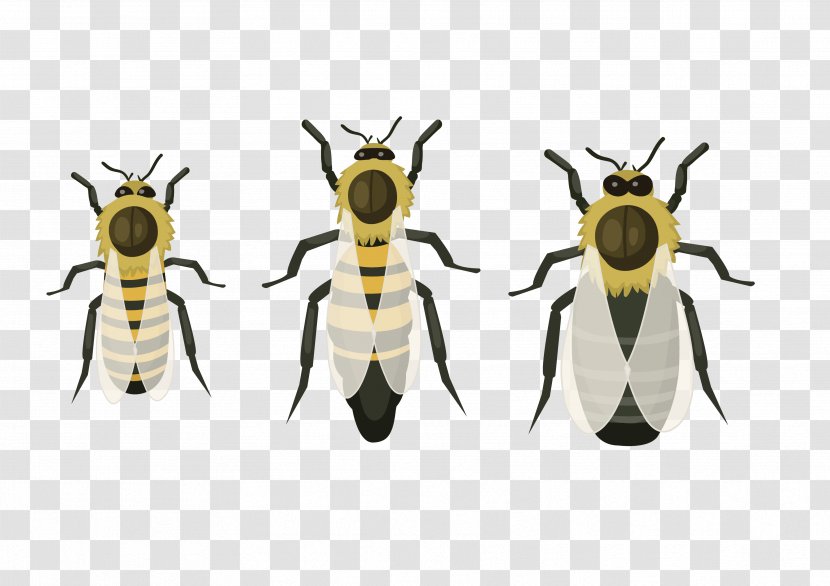 Honey Bee Pest Transparent PNG